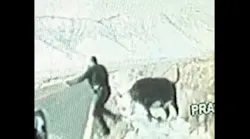 Dashboard camera footage captured a roughly 2,000-pound cow charging a California Highway Patrol trooper who was trying to move the animal off a rural Lassen County road Dec. 23.