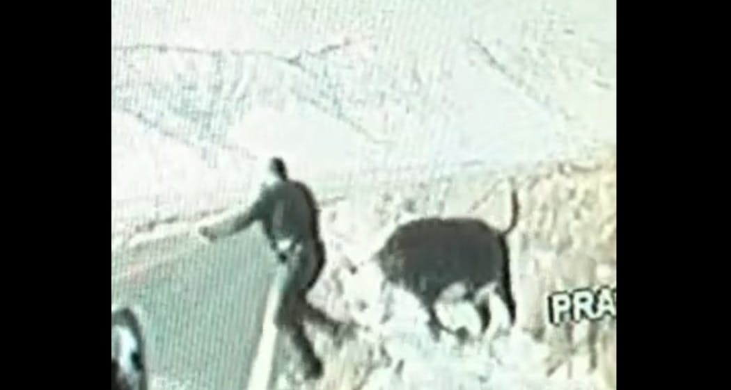 Dashboard camera footage captured a roughly 2,000-pound cow charging a California Highway Patrol trooper who was trying to move the animal off a rural Lassen County road Dec. 23.
