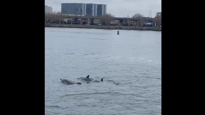 A NYPD boat received an escort of at least five dolphins as it patrolled Flushing Bay in Queens on Sunday.