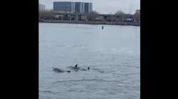 A NYPD boat received an escort of at least five dolphins as it patrolled Flushing Bay in Queens on Sunday.