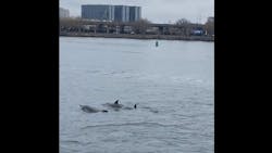 A NYPD boat received an escort of at least five dolphins as it patrolled Flushing Bay in Queens on Sunday. A NYPD boat received an escort of at least five dolphins as it patrolled Flushing Bay in Queens on Sunday.