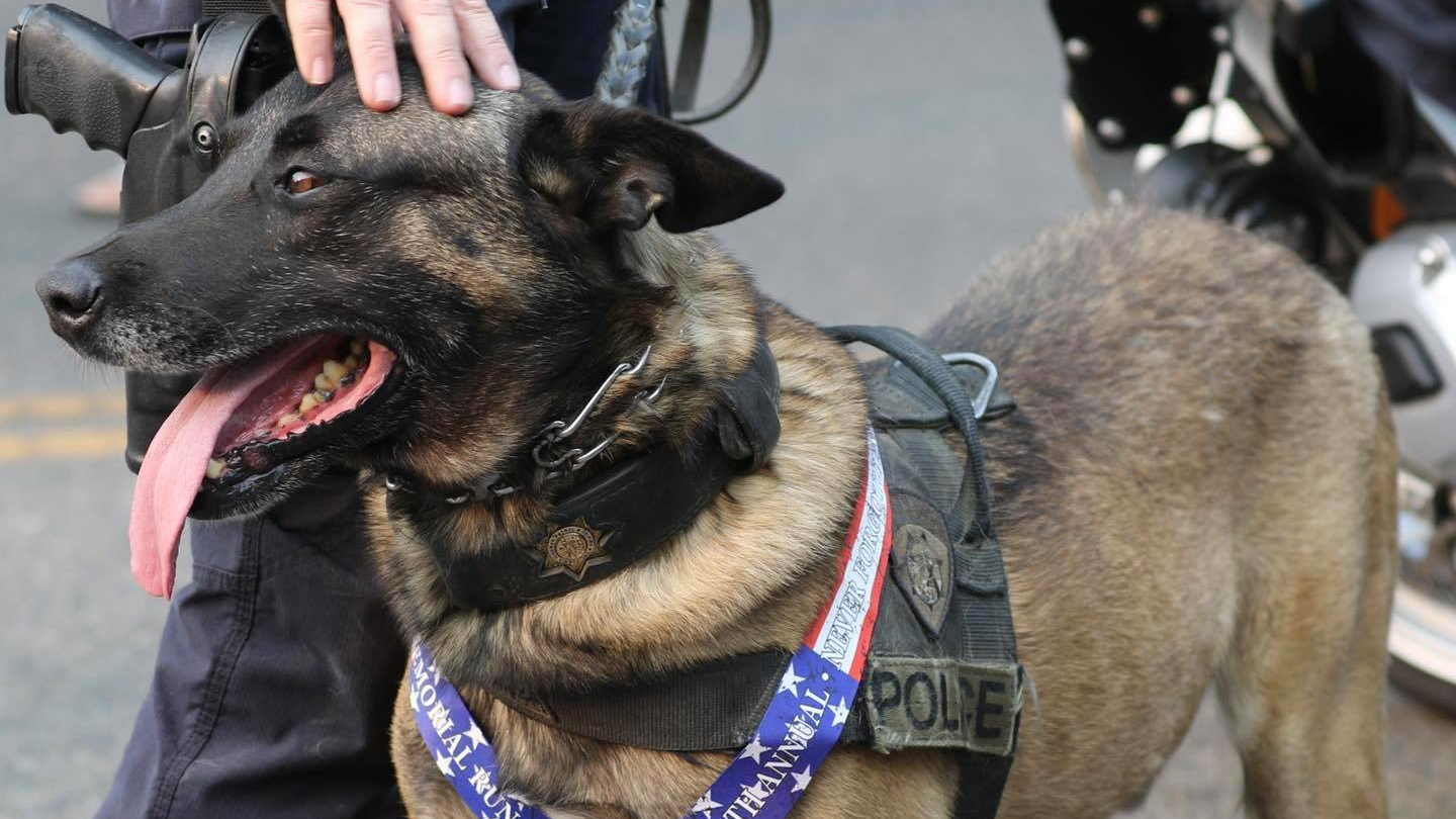 Pakito, a K-9 with the California Highway Patrol in Modesto, is retiring after nearly eight years with the department.