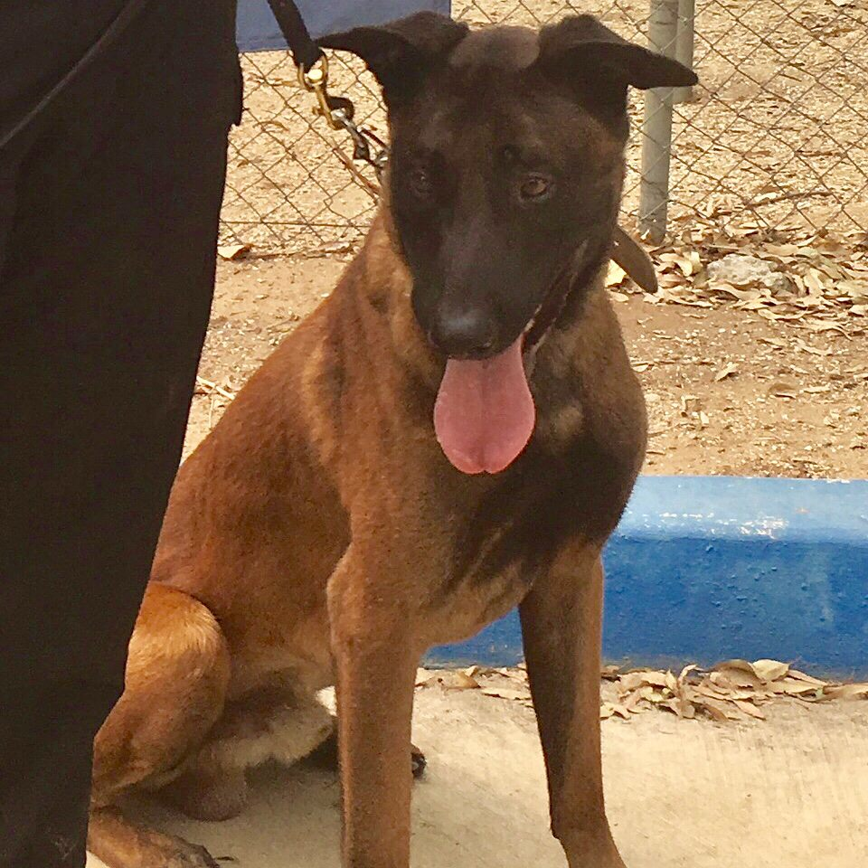 Aros, an Escondido, CA, Police Department K-9, was stabbed 27 times while pursuing a fleeing suspect Dec. 9.
