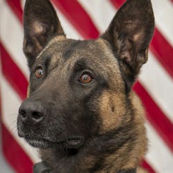 Pakito, a K-9 with the California Highway Patrol in Modesto, is retiring after nearly eight years with the department. Pakito, a K-9 with the California Highway Patrol in Modesto, is retiring after nearly eight years with the department.