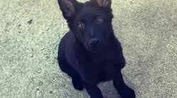 A Parsons, KS, police officer's German shepherd puppy, Ranger, was shot and decapitated in what authorities believe was a 'targeted attack.'