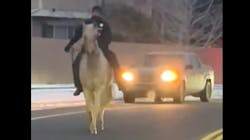 Arapahoe County, CO, sheriff's deputy Ian Sebold used his cowboy skills to jump on the back and wrangle a scared horse that got loose in a Centennial neighborhood Jan. 8. Arapahoe County, CO, sheriff's deputy Ian Sebold used his cowboy skills to jump on the back and wrangle a scared horse that got loose in a Centennial neighborhood Jan. 8.