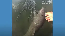 Miami Dade Dolphin Rescue (fl)