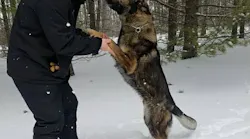Roscommon County, MI, sheriff's K-9, Ghost, helped locate a 58-year-old man who went missing in 'thick woods' as temperatures dropped to about 11 degrees Jan. 20.