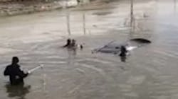 A Collinsville, IL, police officer waded into a pond's freezing waters to help rescue a woman trapped inside a submerged car Saturday. A Collinsville, IL, police officer waded into a pond's freezing waters to help rescue a woman trapped inside a submerged car Saturday.