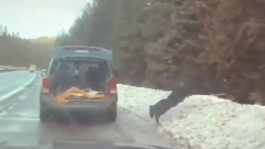 An Idaho State Police dives into a snow bank to capture a fleeing cat during a Feb. 3 traffic stop.