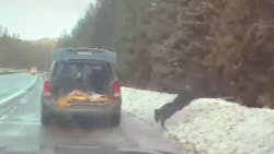 An Idaho State Police dives into a snow bank to capture a fleeing cat during a Feb. 3 traffic stop. An Idaho State Police dives into a snow bank to capture a fleeing cat during a Feb. 3 traffic stop.