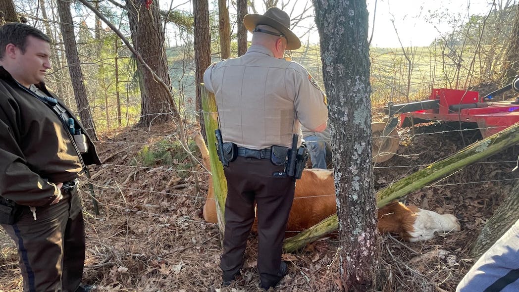 Three Pickens County, GA, deputies worked for several hours to rescue a cow tangled in a fence.