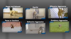 Virtradogtraining 620ac67456336 Virtradogtraining 620ac67456336