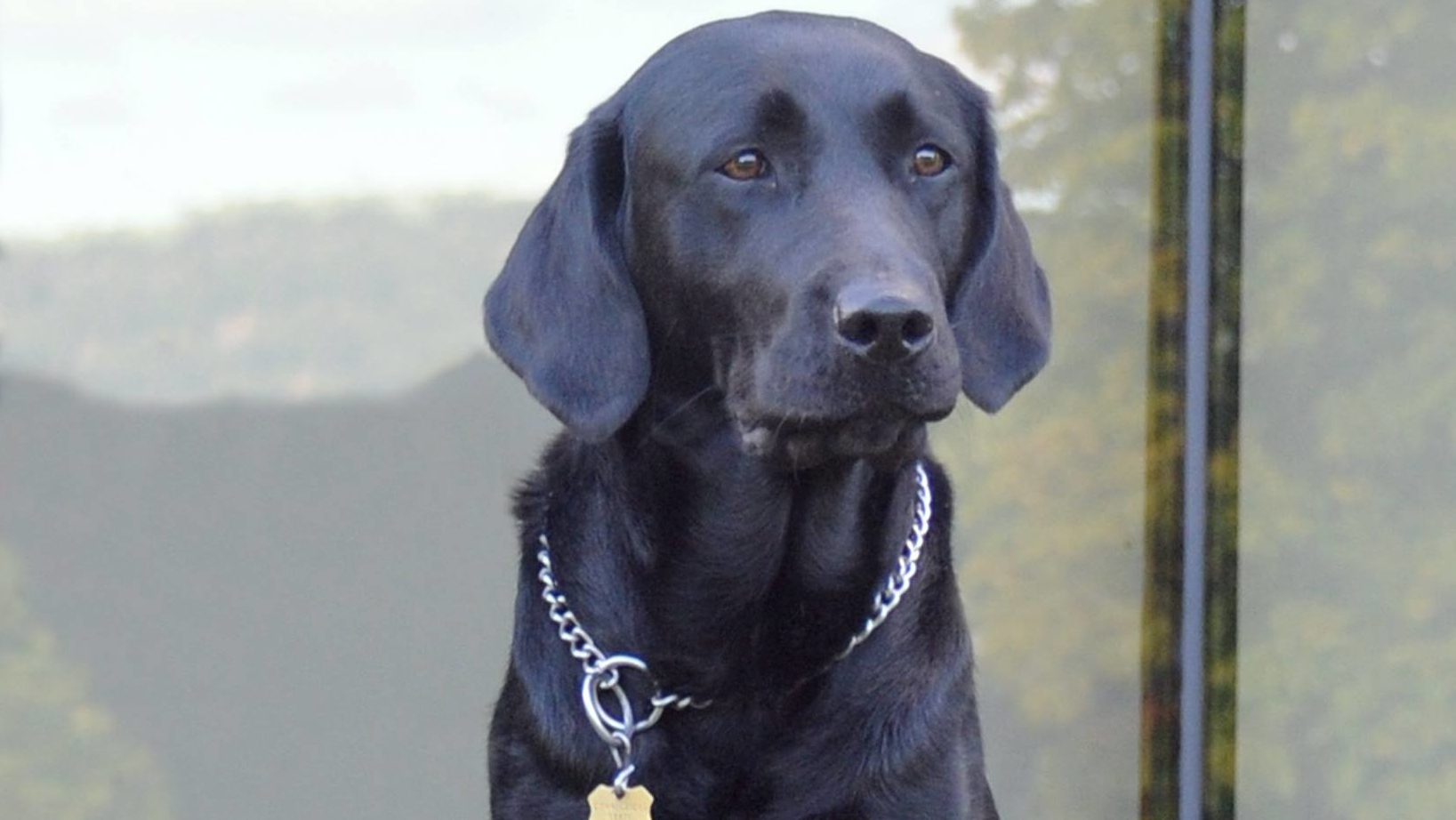 Conn. K9—World's 1st ElectronicSniffing Dog—Dies Officer