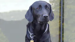 Connecticut State Police K-9 Selma, the world's first Connecticut State Police K-9 Selma, the world's first