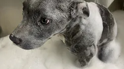 Following a tip, Union County, SC, sheriff's deputies rescued a puppy that had its paws screwed into the door frame of a barricaded bathroom.