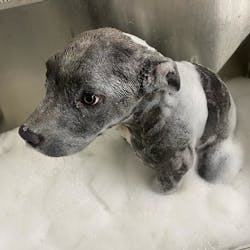 Following a tip, Union County, SC, sheriff's deputies rescued a puppy that had its paws screwed into the door frame of a barricaded bathroom. Following a tip, Union County, SC, sheriff's deputies rescued a puppy that had its paws screwed into the door frame of a barricaded bathroom.