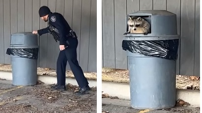 The Auburn Hills, MI, Police Department posted a video online of an officer serving a 'search warrant' for a raccoon that had taken up residence in a trash can.