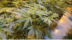 Medical cannabis growing at Curaleaf in Bellmawr, NJ.