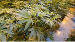 Medical cannabis growing at Curaleaf in Bellmawr, NJ. Medical cannabis growing at Curaleaf in Bellmawr, NJ.