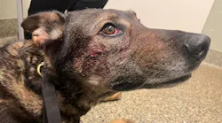 Cort, a Fairfield, CA, police K-9, was bitten on the side of the face and stabbed in the side when officers confronted a break-in suspect in a home Wednesday.