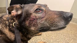 Cort, a Fairfield, CA, police K-9, was bitten on the side of the face and stabbed in the side when officers confronted a break-in suspect in a home Wednesday. Cort, a Fairfield, CA, police K-9, was bitten on the side of the face and stabbed in the side when officers confronted a break-in suspect in a home Wednesday.