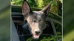 A Franklin County, NC, Sheriff's Office K-9 was shot and killed during a shootout with an armed robbery suspect Sunday. A Franklin County, NC, Sheriff's Office K-9 was shot and killed during a shootout with an armed robbery suspect Sunday.