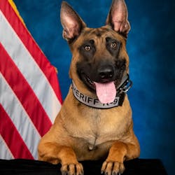 El Paso County, CO, Sheriff's K-9 Jinx. El Paso County, CO, Sheriff's K-9 Jinx.