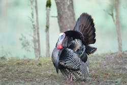 Dreamstime Xxl 24049840 Dreamstime Xxl 24049840