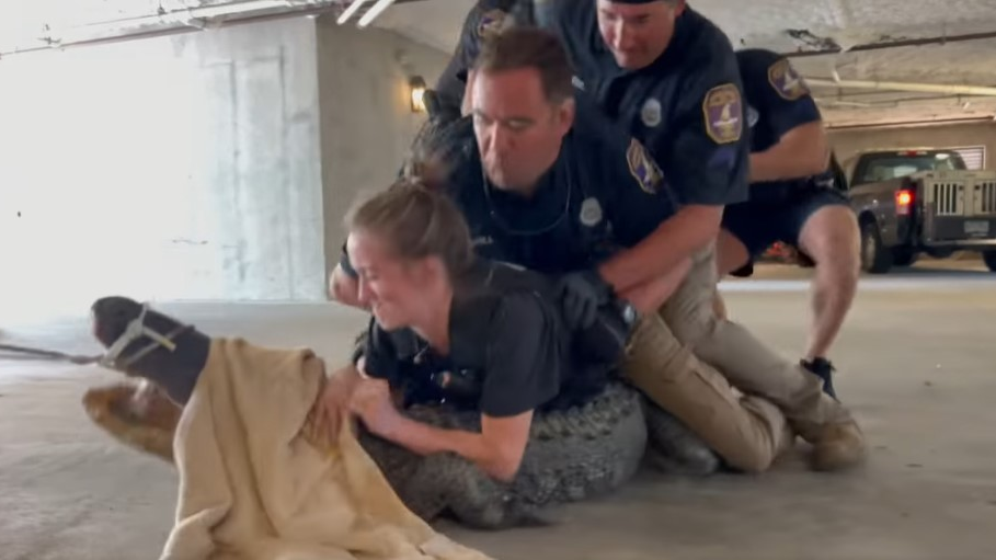 Charleston, SC, police officers jumped on top of a 9-foot alligator that was discovered in an apartment complex's parking garage Friday.