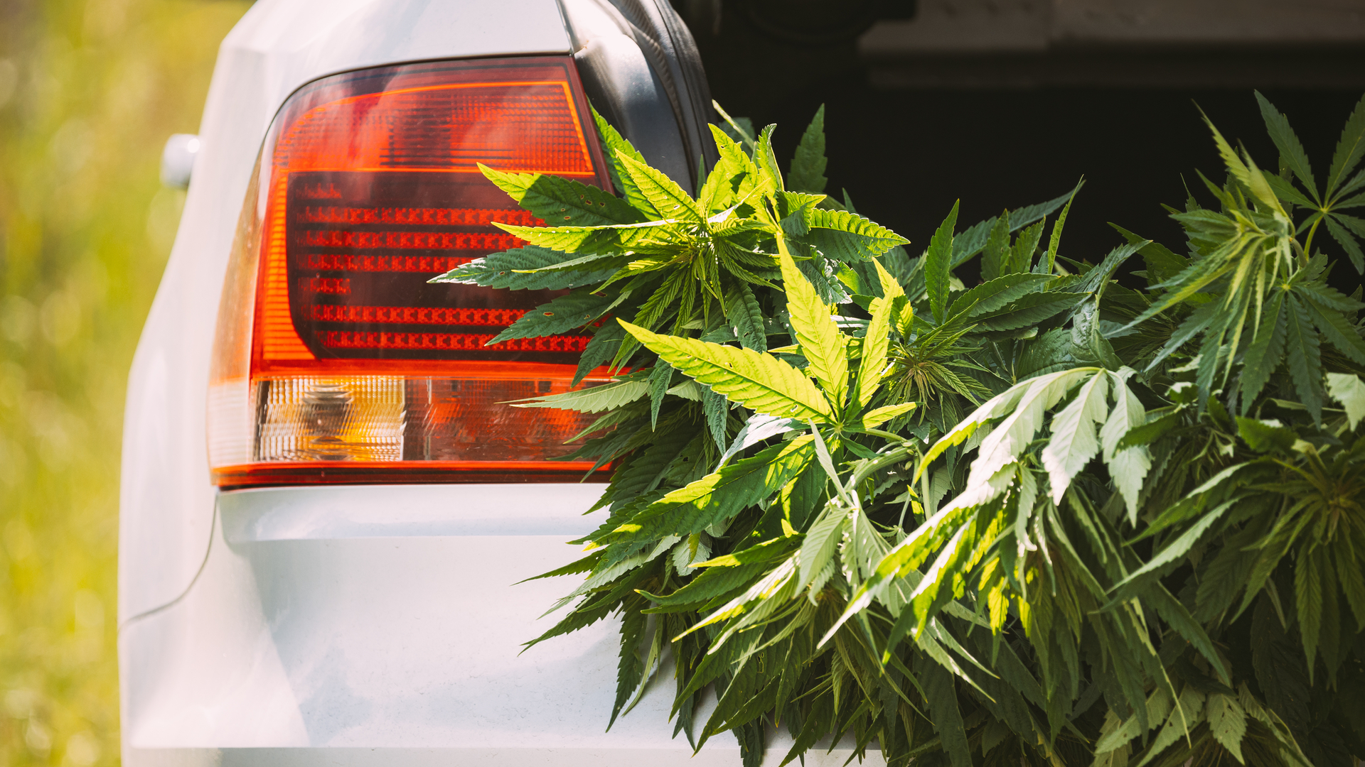 Marijuana Car Back Bumper Dt 6287fc42d2223