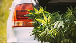 Marijuana Car Back Bumper Dt 6287fc42d2223 Marijuana Car Back Bumper Dt 6287fc42d2223