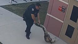A St. Cloud, FL, police officer lassos a 6-foot alligator found outside an elementary school Monday. A St. Cloud, FL, police officer lassos a 6-foot alligator found outside an elementary school Monday.