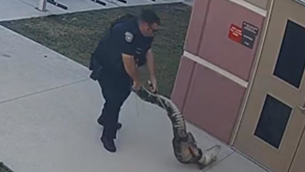 A St. Cloud, FL, police officer lassos a 6-foot alligator found outside an elementary school Monday.