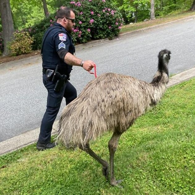 Lenoir, NC, police officers wrangled an escaped emu that had surprised a father and three children Saturday.