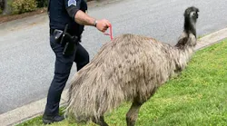 Lenoir, NC, police officers wrangled an escaped emu that had surprised a father and three children Saturday.