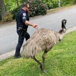 Lenoir, NC, police officers wrangled an escaped emu that had surprised a father and three children Saturday. Lenoir, NC, police officers wrangled an escaped emu that had surprised a father and three children Saturday.