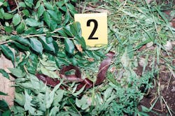 Holly Dunn's belt lies discarded along the railroad tracks in Lexington, Kentucky. Holly Dunn's belt lies discarded along the railroad tracks in Lexington, Kentucky.