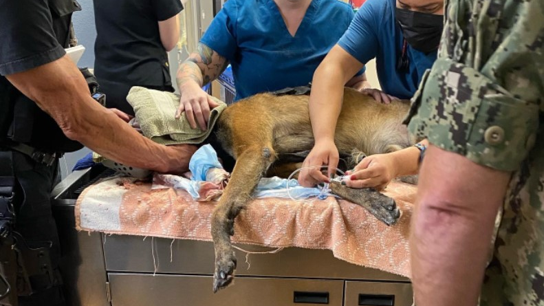 An El Cajon, CA, police K-9 was stabbed in the head Wednesday while apprehending a suspect accused of slashing car tires and charging at an officer.