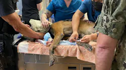 An El Cajon, CA, police K-9 was stabbed in the head Wednesday while apprehending a suspect accused of slashing car tires and charging at an officer.