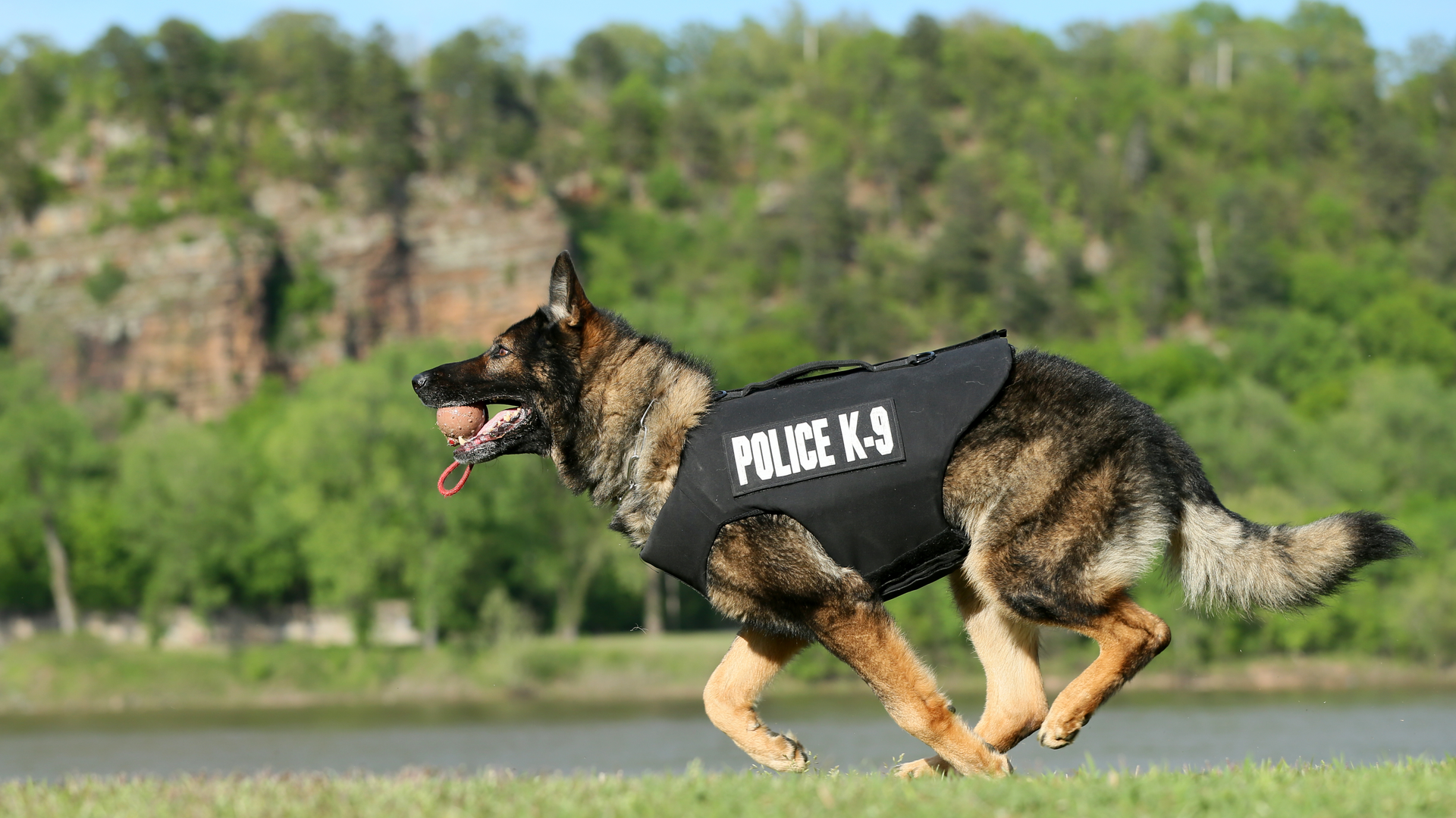 Jonseboro, Arkansas, Police K-9 Gabo runs in his vest from Vested Interest in K9s. (Nelson Chenault Photography)