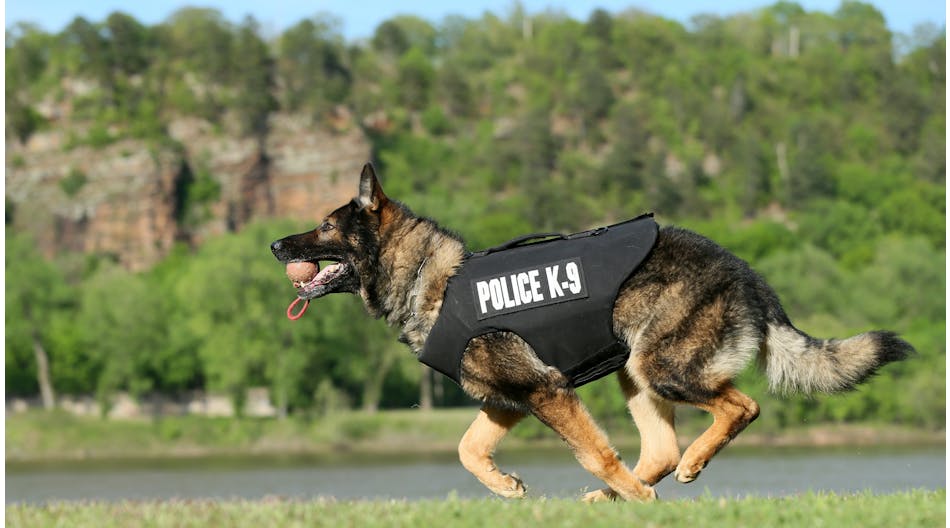 Jonseboro, Arkansas, Police K-9 Gabo runs in his vest from Vested Interest in K9s. (Nelson Chenault Photography)