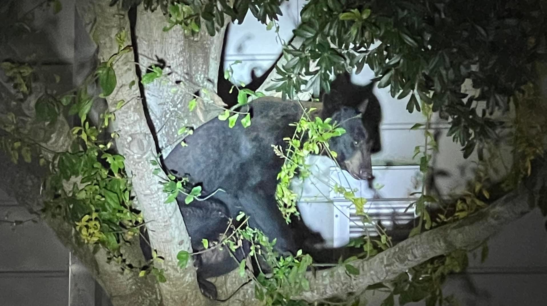 A bear wandered into the parking lot of the Martin County, FL, Sheriff's Office in Stuart and camped out in a tree for a bit by the investigations division.