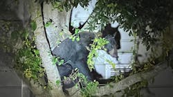 A bear wandered into the parking lot of the Martin County, FL, Sheriff's Office in Stuart and camped out in a tree for a bit by the investigations division. A bear wandered into the parking lot of the Martin County, FL, Sheriff's Office in Stuart and camped out in a tree for a bit by the investigations division.