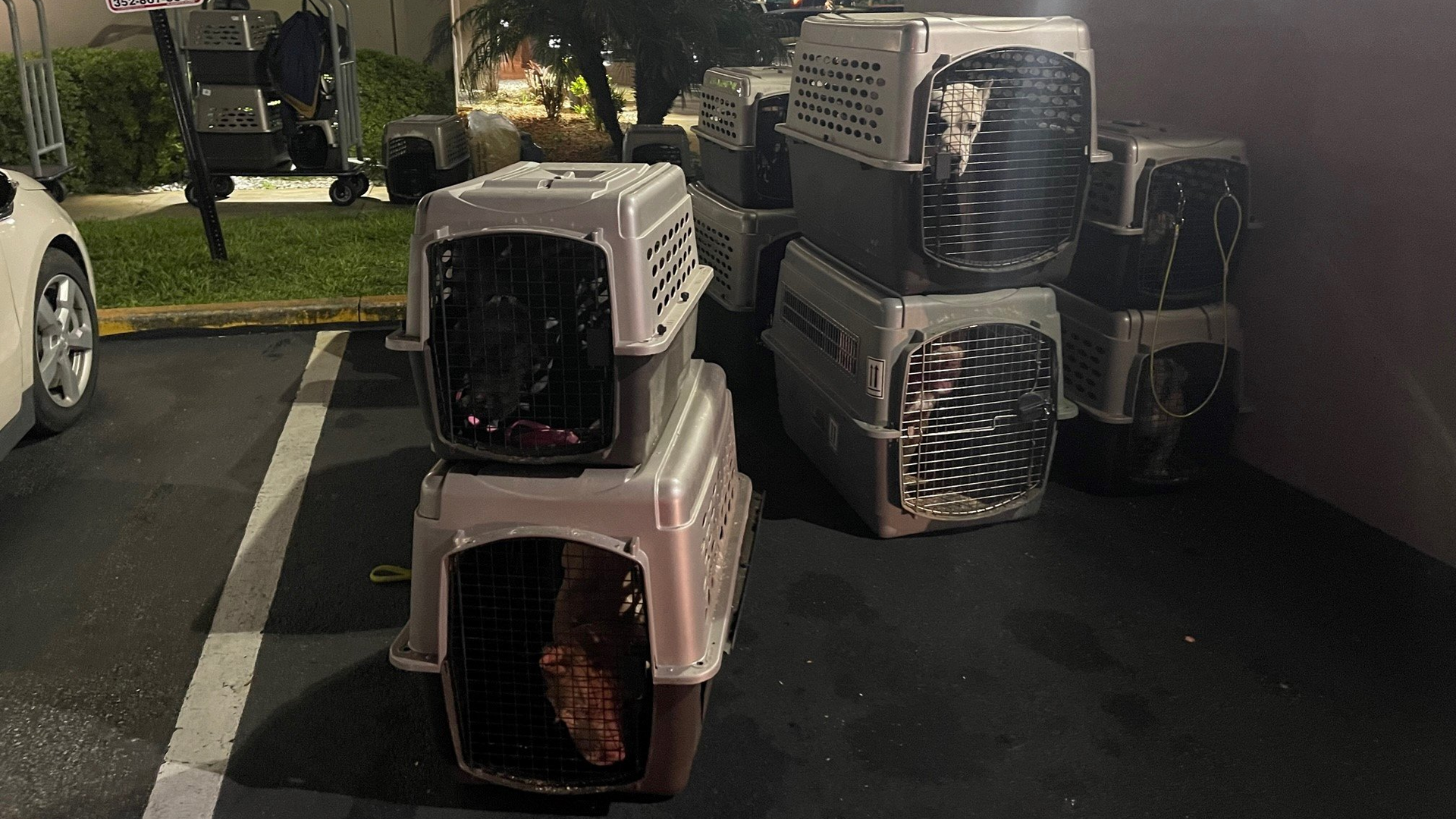 Ocala, FL, police found and transported 17 scared dogs to a hotel after the van they were in crashed early Sunday.