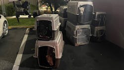 Ocala, FL, police found and transported 17 scared dogs to a hotel after the van they were in crashed early Sunday. Ocala, FL, police found and transported 17 scared dogs to a hotel after the van they were in crashed early Sunday.