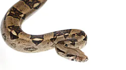 Boa Constrictor Head (dt)