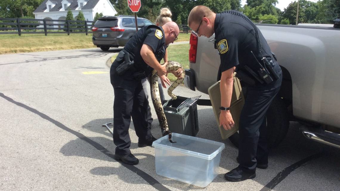 Lexington, KY, police transferred a red-tailed boa constrictor they captured Tuesday to a carrier so that it could be transported by Lexington-Fayette Animal Care & Control.