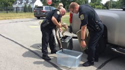 Lexington, KY, police transferred a red-tailed boa constrictor they captured Tuesday to a carrier so that it could be transported by Lexington-Fayette Animal Care & Control. Lexington, KY, police transferred a red-tailed boa constrictor they captured Tuesday to a carrier so that it could be transported by Lexington-Fayette Animal Care & Control.