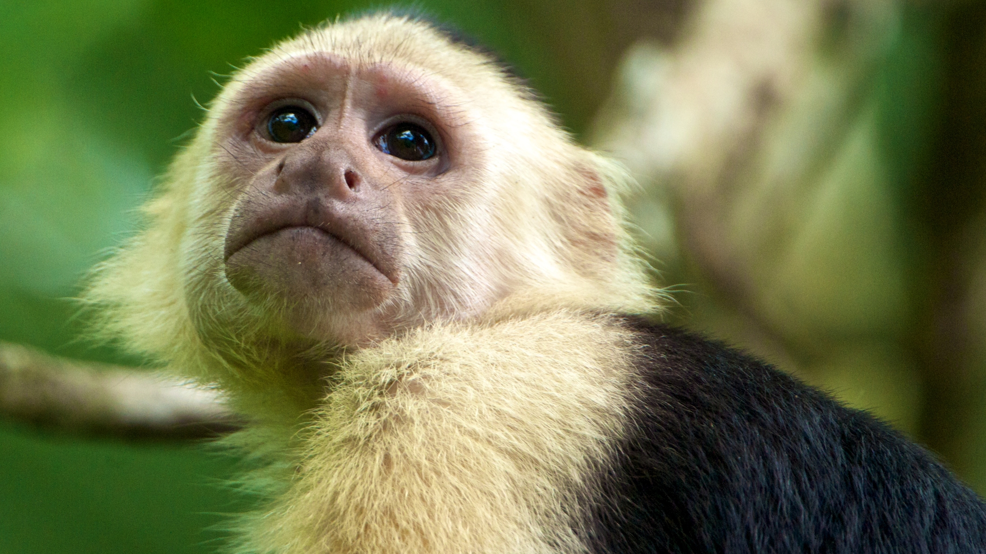 Capuchin Monkey Dt 62fb987824265